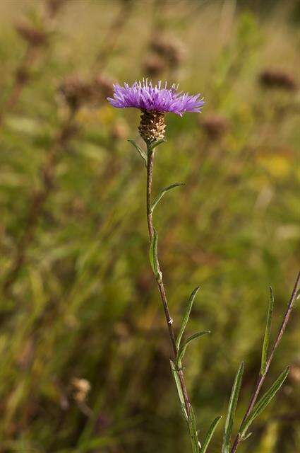 Centaurea scabiosa L. resmi