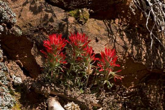 Image of northwestern Indian paintbrush