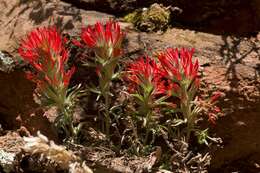 Image of northwestern Indian paintbrush