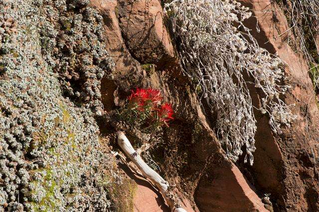 Image of northwestern Indian paintbrush