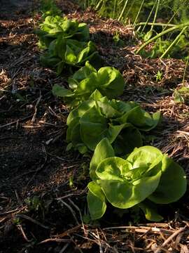 Image of lettuce