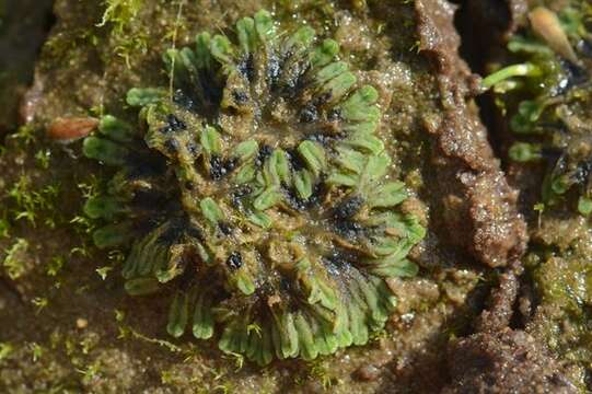 Image of Glaucous Crystalwort