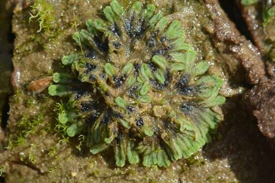 Image of Glaucous Crystalwort