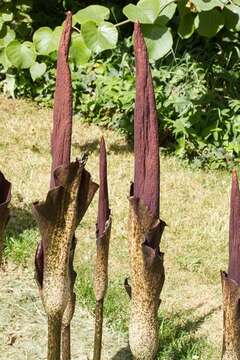 Image of <i>Amorphophallus rivieri</i>