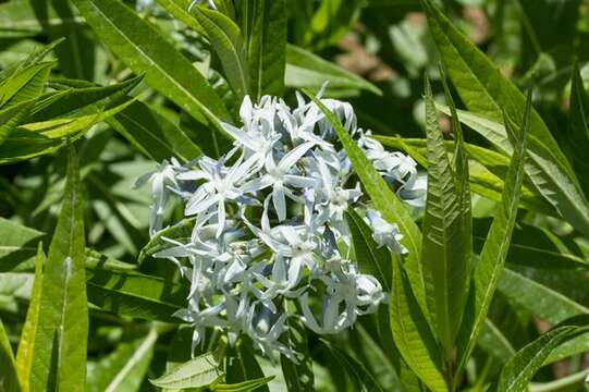 Image de Amsonia