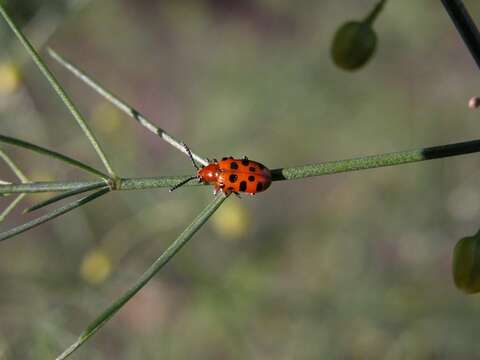 Image of Asparagus beetle