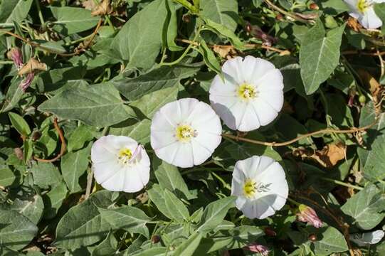 Image of bindweed