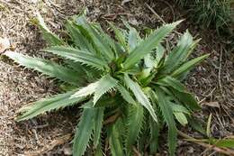 Imagem de Eryngium agavifolium Griseb.