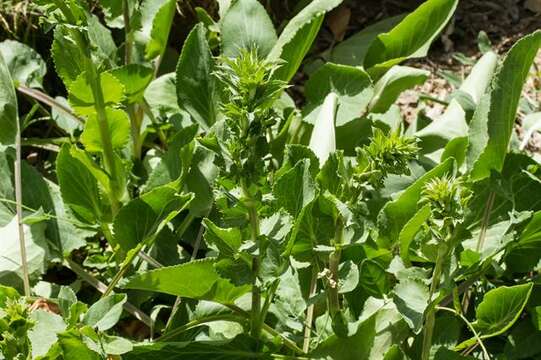 Eryngium dichotomum Desf. resmi