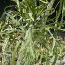 Image of Euphorbia ramipressa Croizat