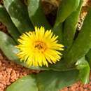 صورة Glottiphyllum cruciatum (Haw.) N. E. Br.