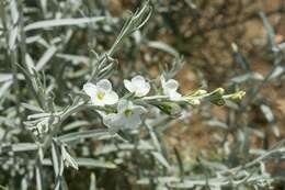 Image de Buddleja