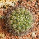 Image of Gymnocalycium pflanzii (Vaupel) Werderm.