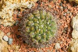 Plancia ëd Gymnocalycium pflanzii (Vaupel) Werderm.