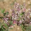 Image of Indigofera potaninii Craib