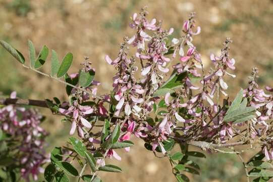 Indigofera potaninii Craib的圖片