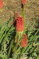 Sivun Kniphofia ensifolia Baker kuva