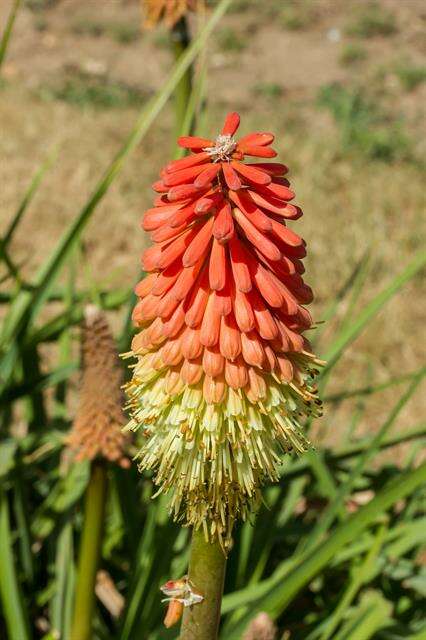 Sivun Kniphofia ensifolia Baker kuva