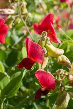 Слика од Lathyrus rotundifolius Willd.