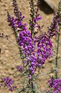 Image of Toadflax