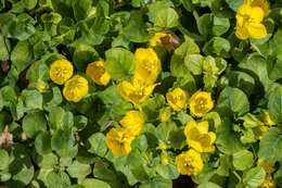 Image of yellow loosestrife