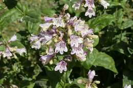 Image of eastern smooth beardtongue