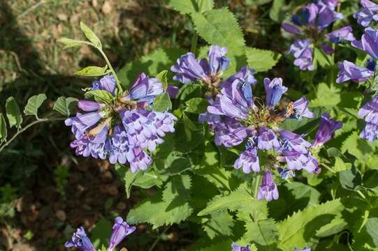 Image of serrulate penstemon