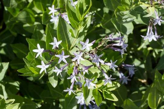 Plancia ëd Amsonia