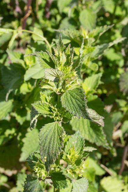 Image of horehound