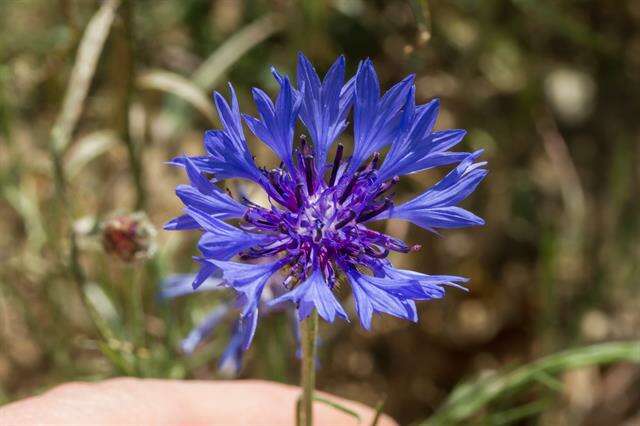 Image of knapweed