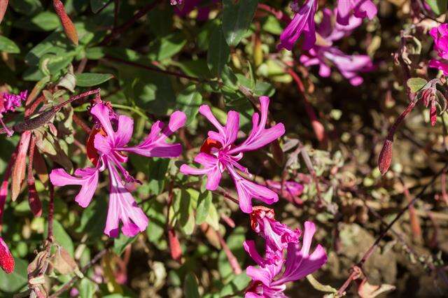 Plancia ëd Clarkia concinna (Fisch. & Mey.) Greene