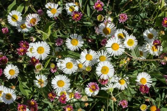 Image of Latin American Fleabane