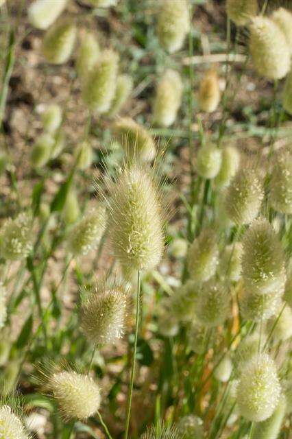 Image of harestail grass