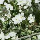 Image of whiteflower navelwort