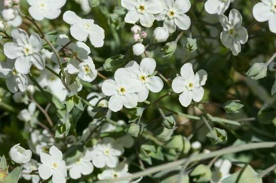 Слика од Iberodes linifolia (L.) Serrano, R. Carbajal & S. Ortiz