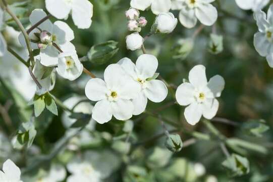 Image of whiteflower navelwort