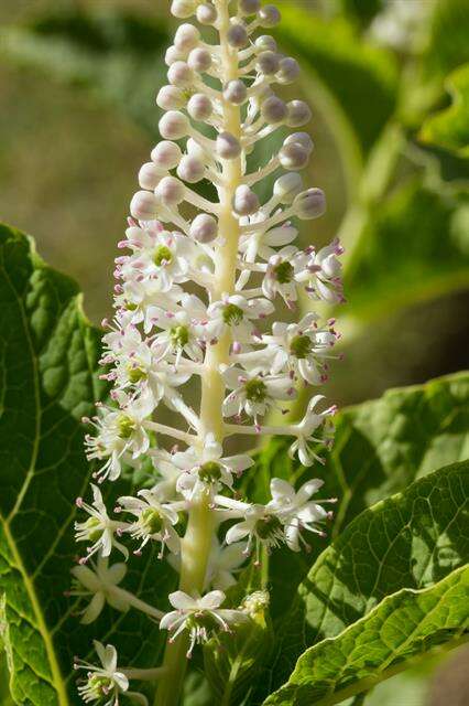 Image of pokeweed