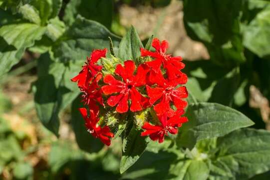 صورة Silene chalcedonica (L.) E. H. L. Krause