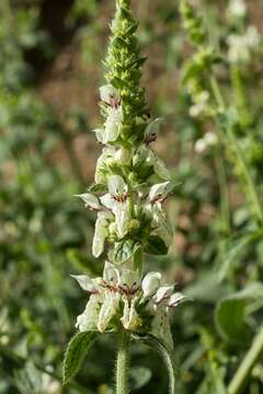 Слика од Stachys recta L.