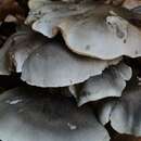 صورة Tricholoma saponaceum (Fr.) P. Kumm. 1871