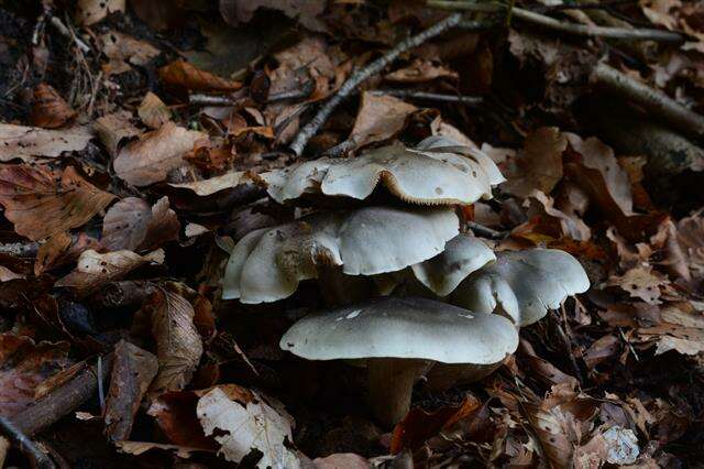 Image of soap tricholoma