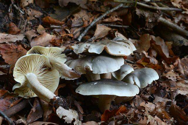 Image of soap tricholoma