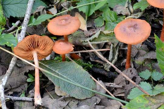 Image of Cortinarius uliginosus Berk. 1860