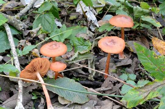 Image of Cortinarius uliginosus Berk. 1860