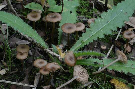 Image of Entoloma politum (Pers.) Noordel. 1981