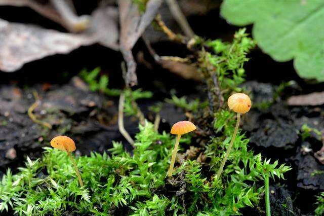 Imagem de Mycena acicula (Schaeff.) P. Kumm. 1871