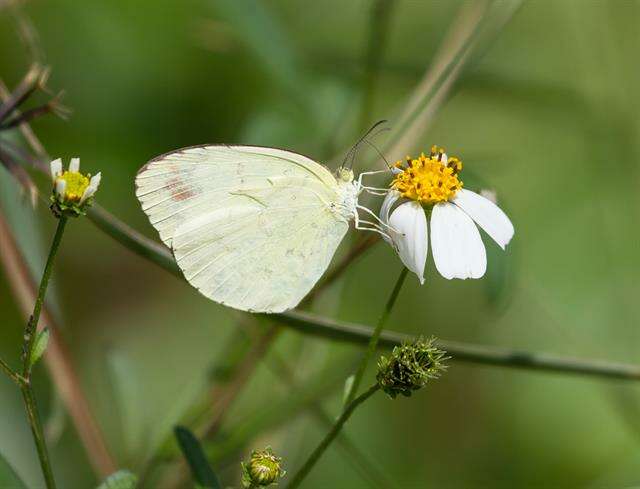 Image de Eurema