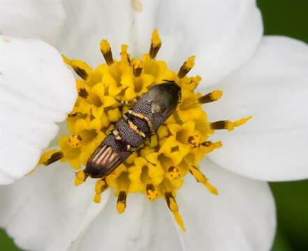 Image of little bear moth