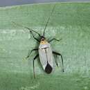 Sivun Calocoris nemoralis (Fabricius 1787) kuva