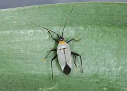 Image of Calocoris nemoralis (Fabricius 1787)